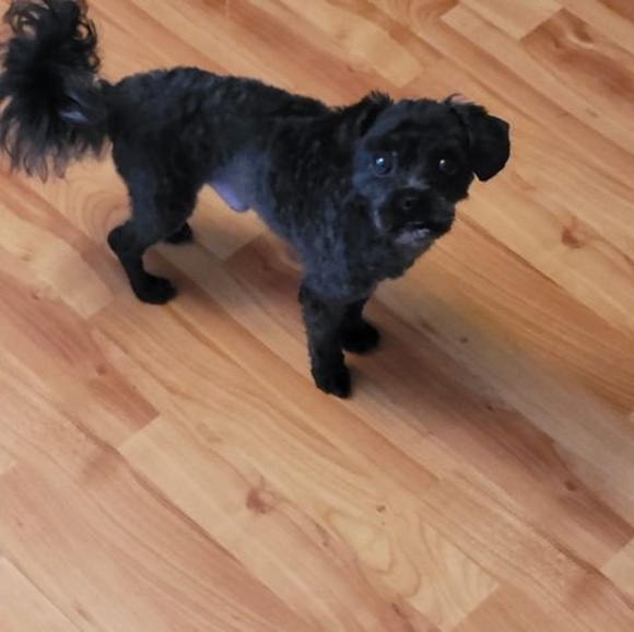 Meet your Posher, Bob - Picture 1 of 1